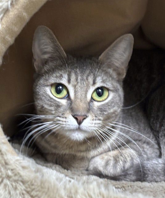 FERN - Domestic Short Hair available for adoption