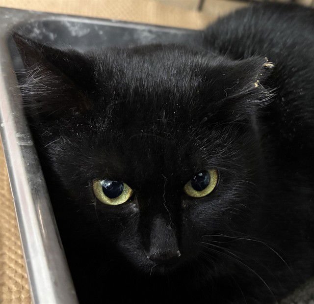 BABS - Domestic Short Hair available for adoption