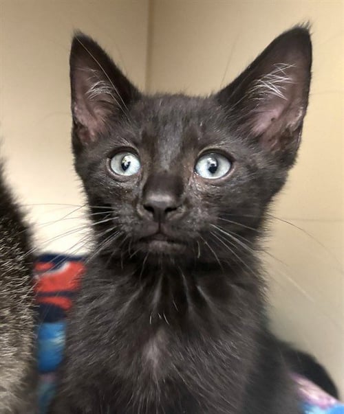 LEMON - Domestic Short Hair for adoption in Cambridge