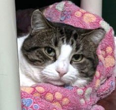 NOAH - Domestic Short Hair available for adoption