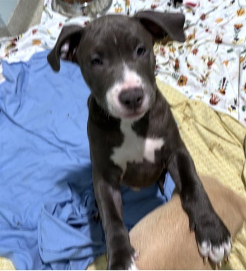 FRANKIE - Staffordshire Bull Terrier available for adoption