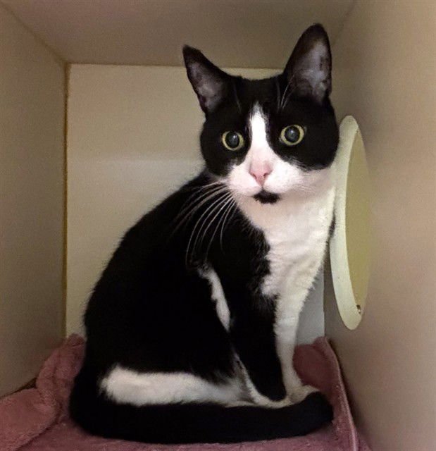 SHYLA - Domestic Short Hair available for adoption