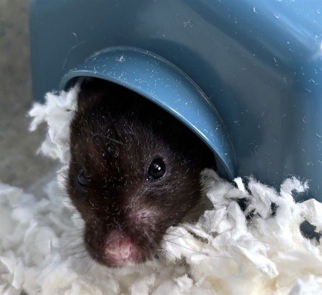 GUSTAVO - Hamster available for adoption