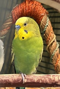 BASIL - Photo 1
