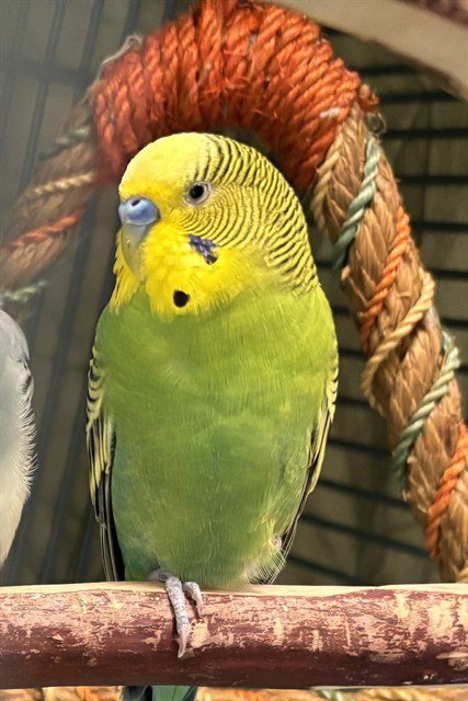 BASIL - Parakeet - Other available for adoption