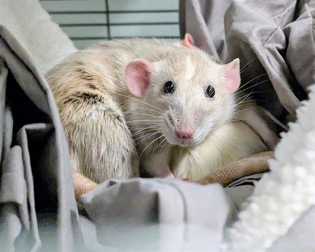 BELLA - Rat available for adoption