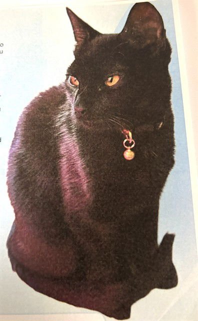 SHADOW - Domestic Short Hair available for adoption