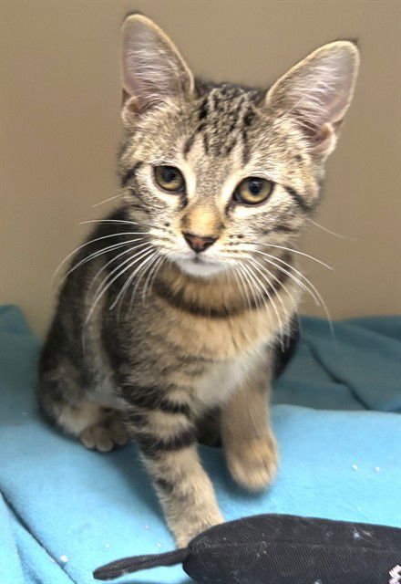 DUSTY - Domestic Short Hair available for adoption