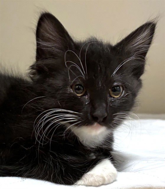 BOBBIE - Domestic Long Hair available for adoption