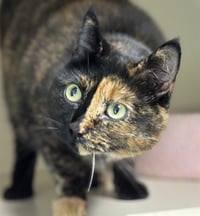 GERTRUDE - Photo 1