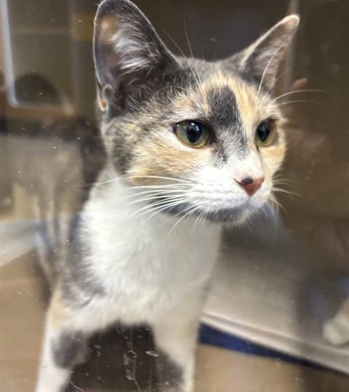 SHIMMER - Domestic Short Hair available for adoption