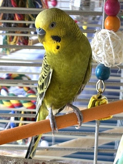ANTHONY - Parakeet - Other available for adoption