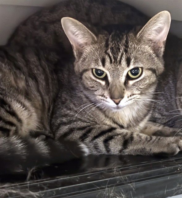 AMBER - Domestic Short Hair available for adoption