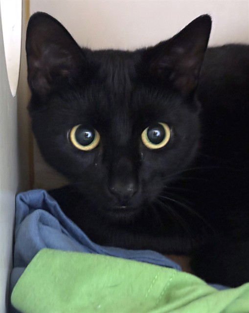 DAYDREAM - Domestic Short Hair available for adoption