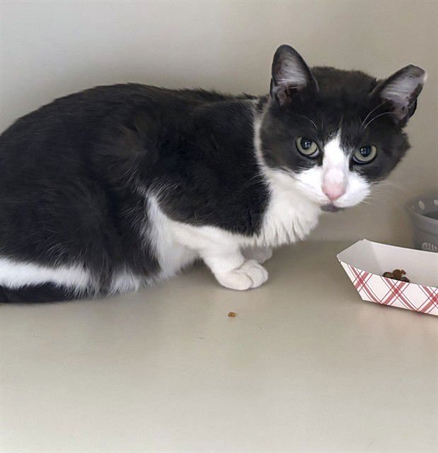 KIT KAT - Domestic Short Hair available for adoption