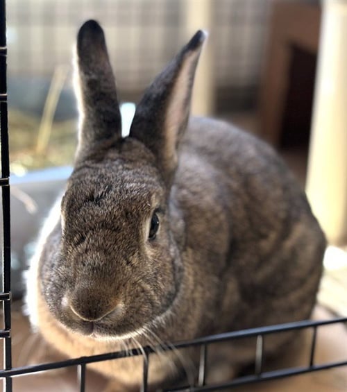 IVY - Shorthaired Rabbit available for adoption