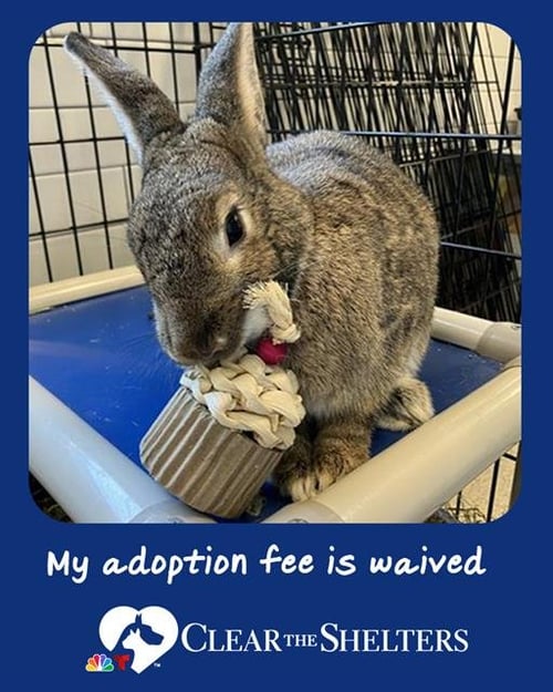 IVY - Shorthaired Rabbit available for adoption