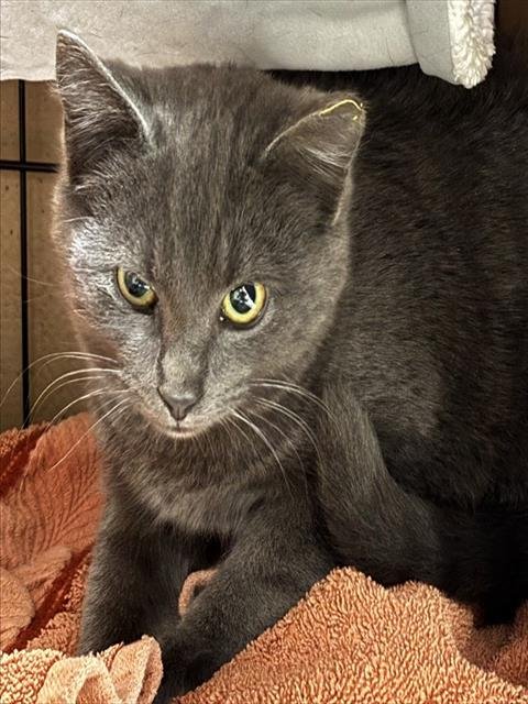 GRAYSON - Domestic Short Hair available for adoption