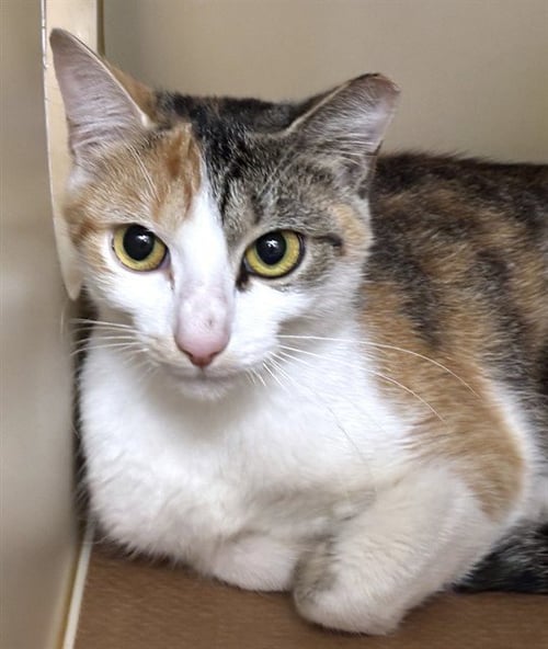 DEANIE - Domestic Short Hair available for adoption