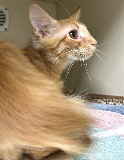 COSMOS - Domestic Long Hair available for adoption