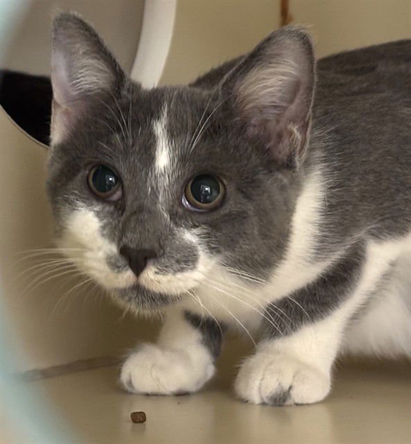 LIBERTY - Domestic Short Hair available for adoption