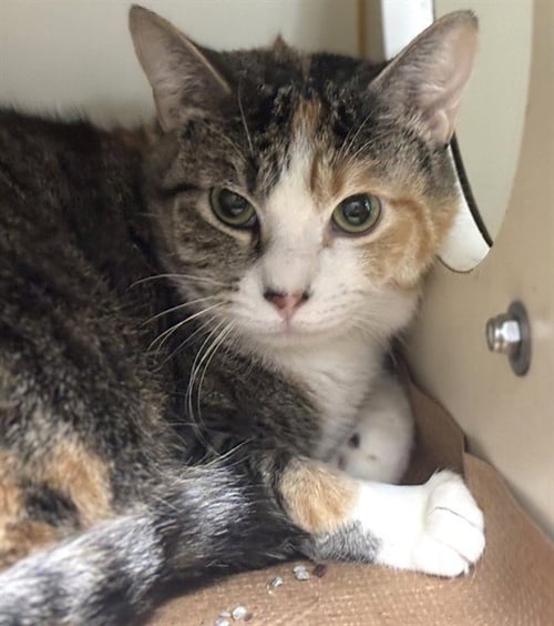 SPRINKLES - Domestic Short Hair available for adoption