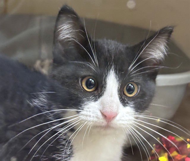 STRIPES - Domestic Short Hair available for adoption