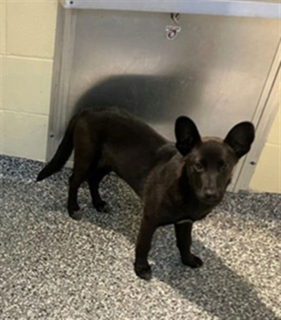 ENDORA - German Shepherd Dog available for adoption