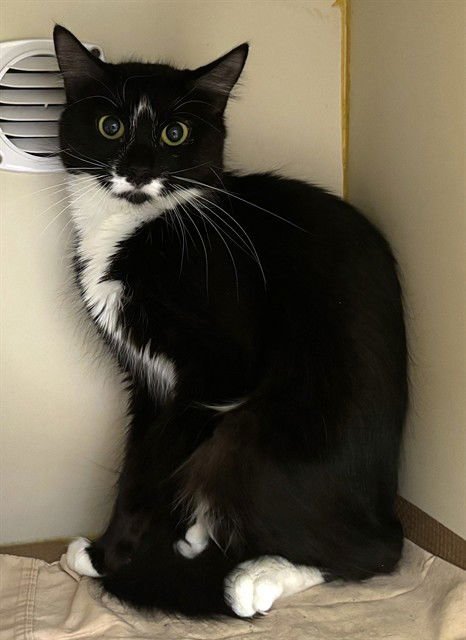 FELIX - Domestic Long Hair available for adoption