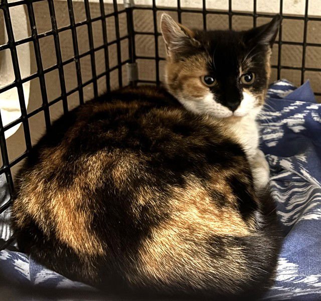 AUTUMN - Domestic Short Hair available for adoption