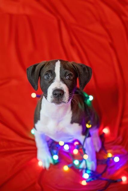 CHESTNUT - Labrador Retriever available for adoption