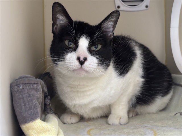 MOMMA - Domestic Short Hair available for adoption