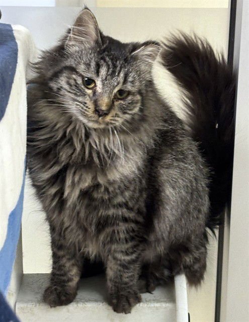 CONNIE - Domestic Long Hair available for adoption