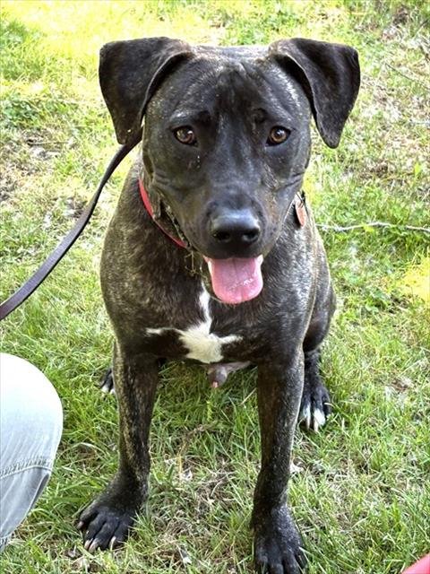 MANNY - Plott Hound available for adoption