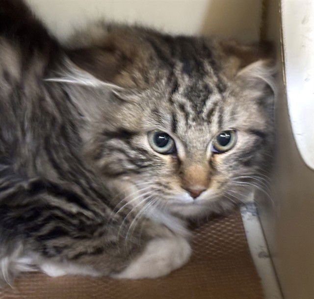 JUDGE - Domestic Long Hair available for adoption