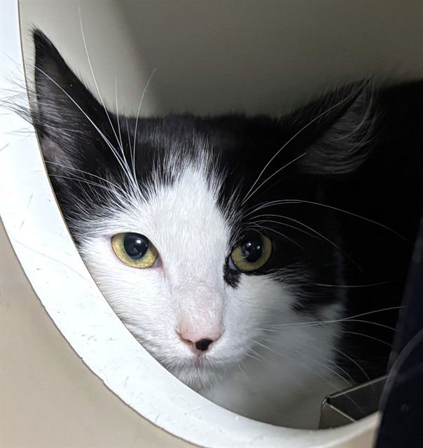 NOSEY - Domestic Short Hair available for adoption