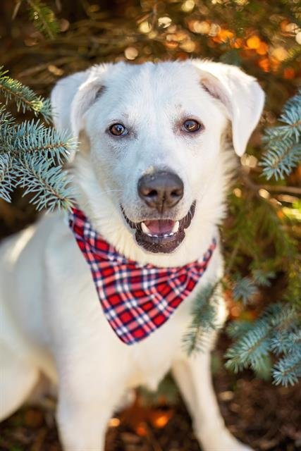 SNOW - Great Pyrenees available for adoption