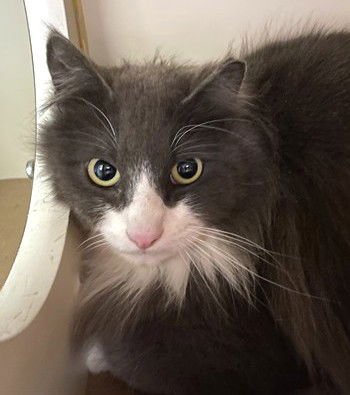 EDWARD - Domestic Long Hair available for adoption
