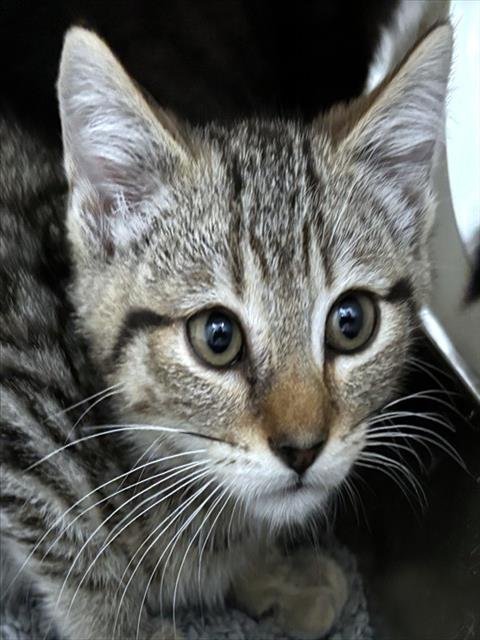 MIKE - Domestic Short Hair available for adoption