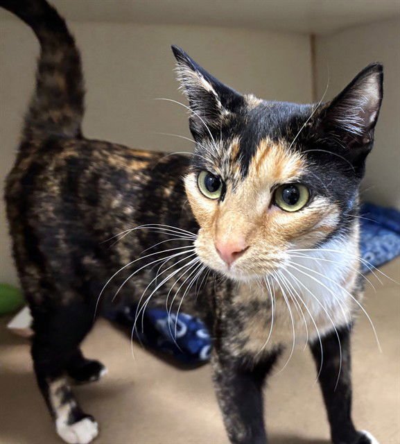 NOVA - Domestic Short Hair available for adoption