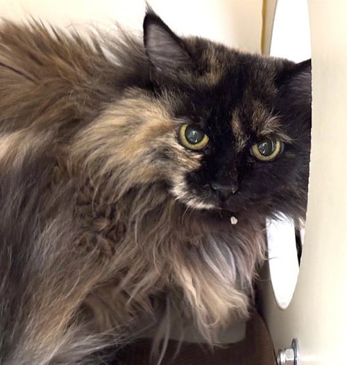 AUTUMN - Domestic Long Hair available for adoption