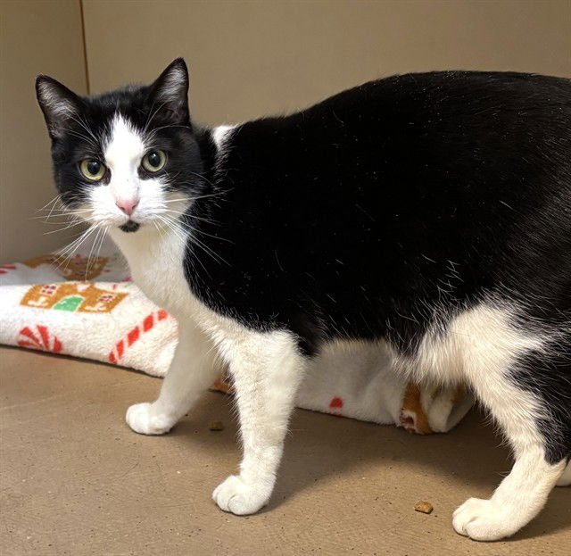 MUNCHKIN - Domestic Short Hair available for adoption