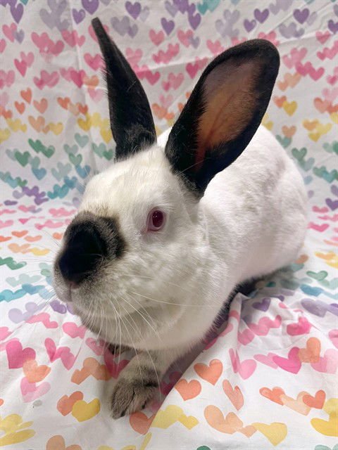 MATILDA - Californian available for adoption