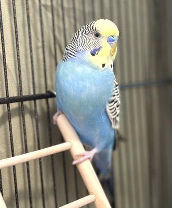 PUFFIN - Parakeet - Other available for adoption