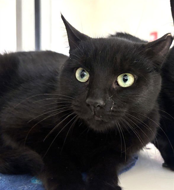 SKY DANCER - Domestic Short Hair available for adoption