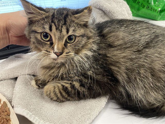 THOMAS J - Domestic Long Hair available for adoption