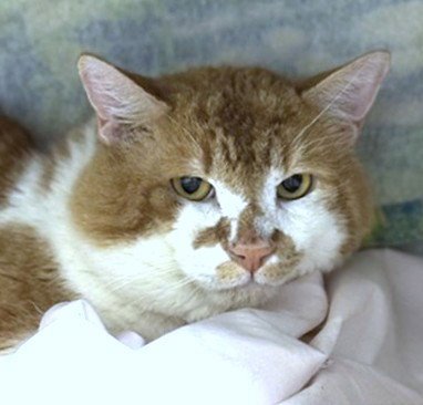 ZACHARY - Domestic Short Hair available for adoption