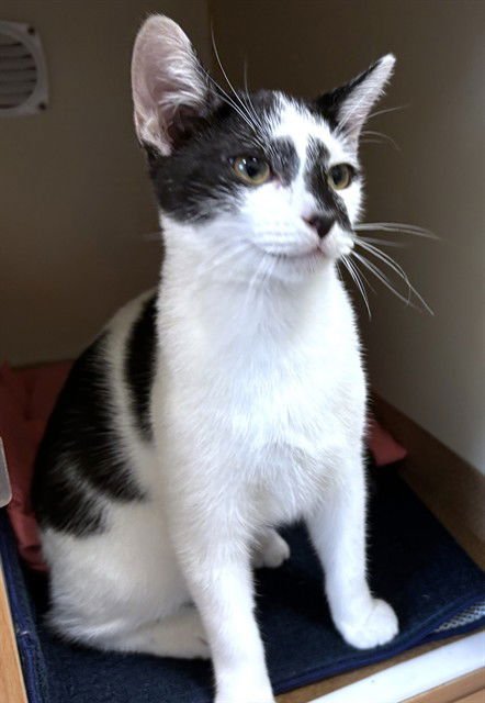 ELSIE - Domestic Short Hair available for adoption