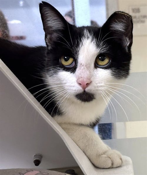 HAMMERHEAD - Domestic Short Hair available for adoption