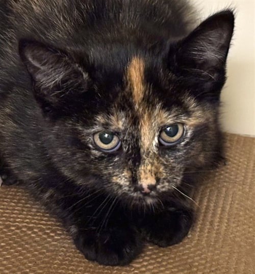 MOZZARELLA - Domestic Short Hair for adoption in Lowell